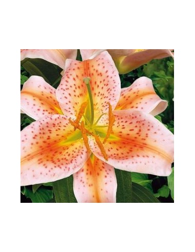 Lys oriental Salmon Star*3