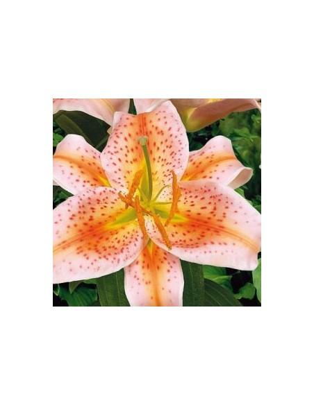 Lys oriental Salmon Star*3
