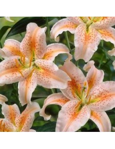 Lys oriental Salmon Star*3