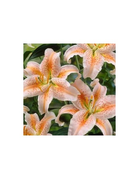 Lys oriental Salmon Star*3