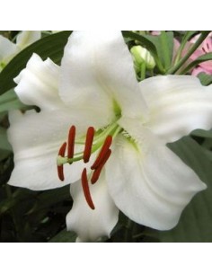 Lys oriental Sibéria*3