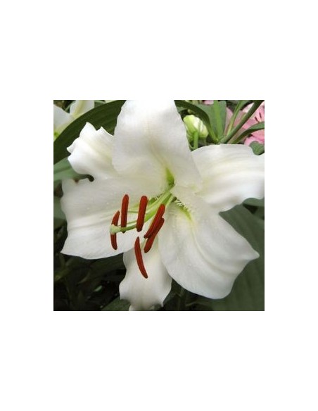 Lys oriental Sibéria*3