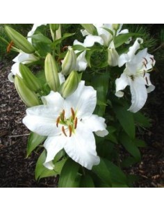 Lys oriental Sibéria*3 2