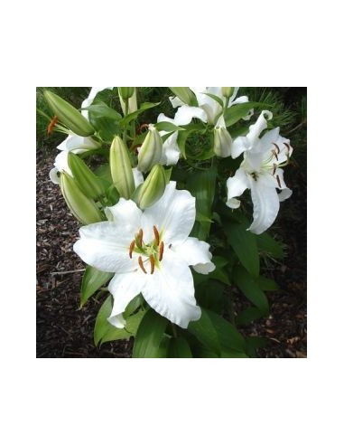 Lys oriental Sibéria*3