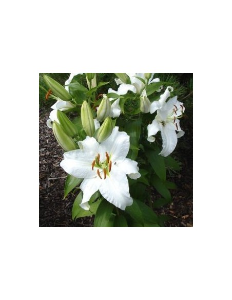 Lys oriental Sibéria*3