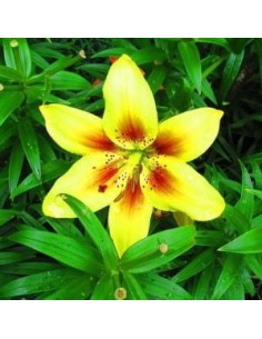 Lys oriental Grand Cru*3