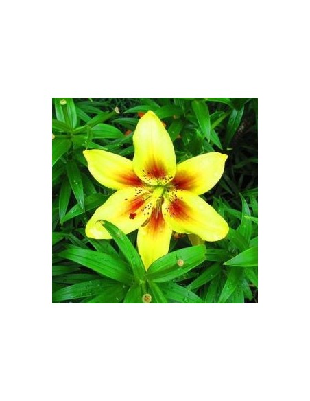 Lys oriental Grand Cru*3