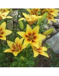 Lys oriental Grand Cru*3 2