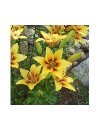 Lys oriental Grand Cru*3