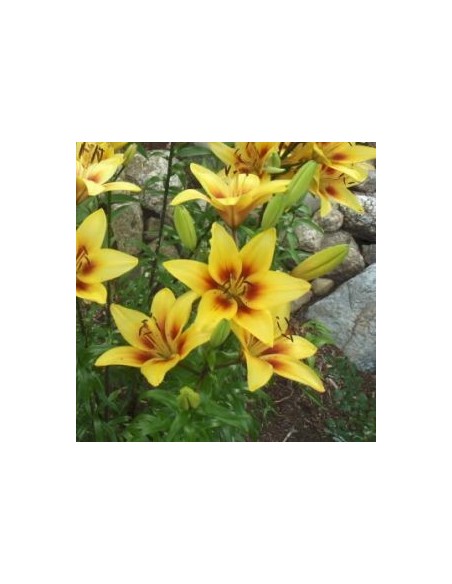 Lys oriental Grand Cru*3