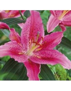 Lys oriental Dynamite*3