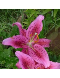 Lys oriental Dynamite*3 2