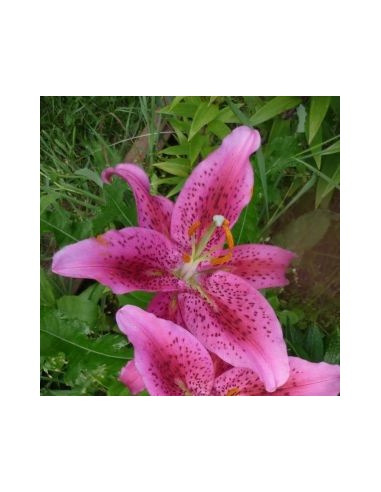 Lys oriental Dynamite*3