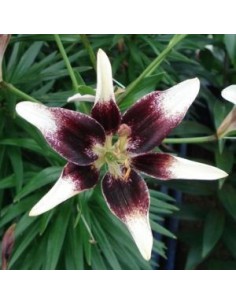 Lys oriental Contraste*3