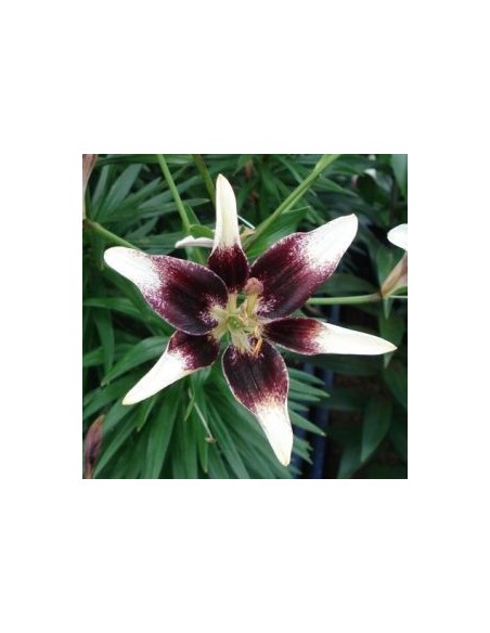 Lys oriental Contraste*3