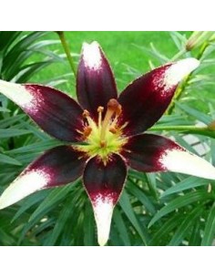 Lys oriental Contraste*3 2