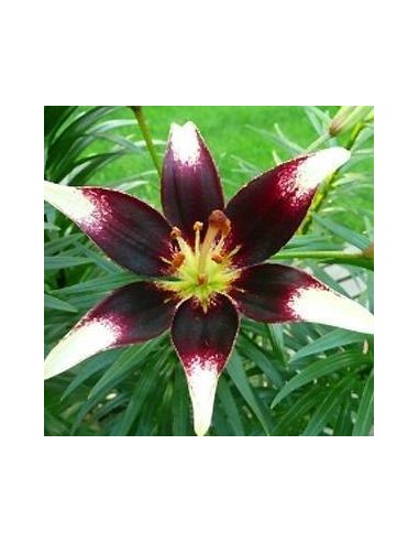 Lys oriental Contraste*3