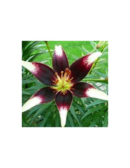 Lys oriental Contraste*3