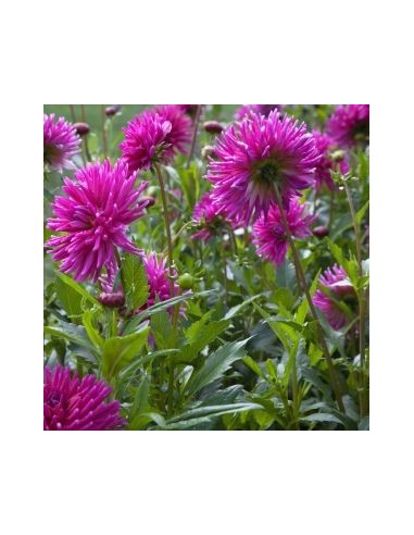 Dahlia cactus Purple Gem