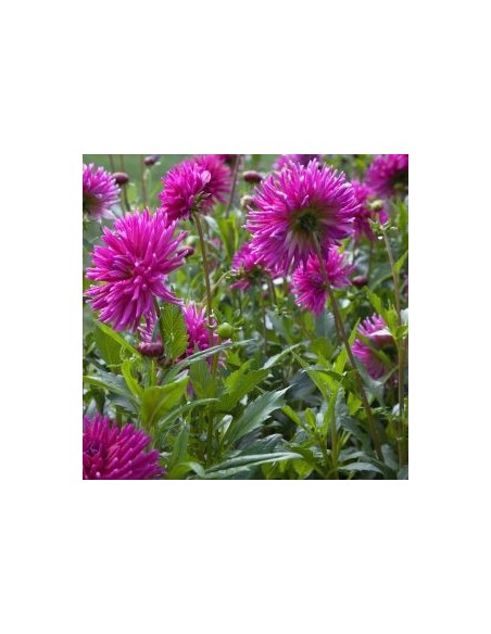 Dahlia cactus Purple Gem