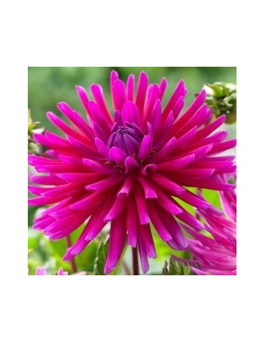 Dahlia cactus Purple Gem