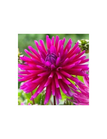 Dahlia cactus Purple Gem