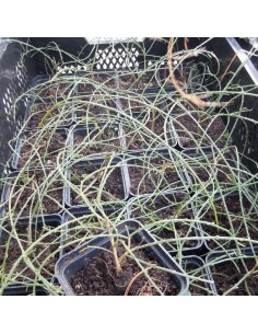 Genêt rampant "de Lydie" 2