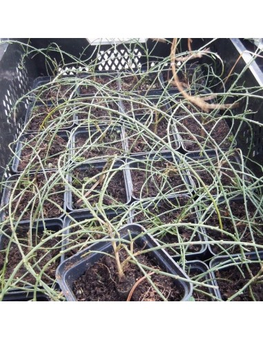 Genêt rampant "de Lydie"