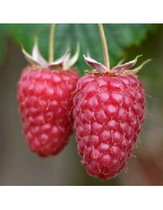 Framboisier Tulameen 2