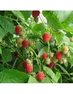 Framboisier Tulameen