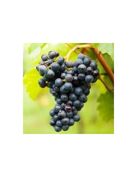 Vigne "Boskoop Glory" Vigne "Boskoop Glory"