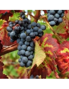 Vigne "Boskoop Glory" 2