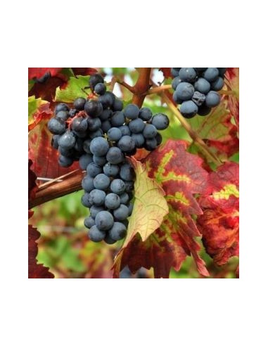 Vigne "Boskoop Glory"