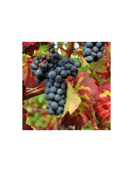 Vigne "Boskoop Glory" Vigne "Boskoop Glory"