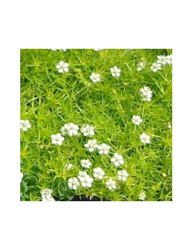 Sagine subulée "Aurea"