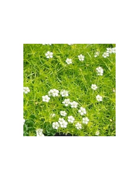 Sagine subulée "Aurea"