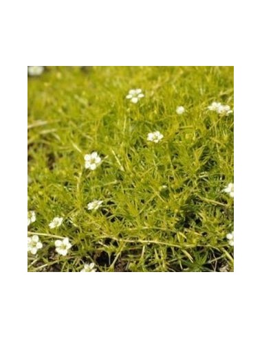 Sagine subulée "Aurea"