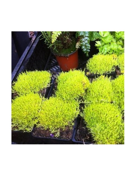 Sagine subulée "Aurea"