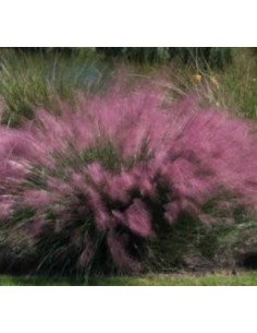 Muhlenbergia Capillaris