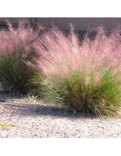 Muhlenbergia Capillaris 2