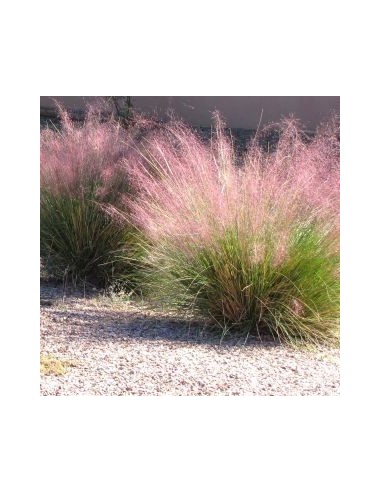 Muhlenbergia Capillaris