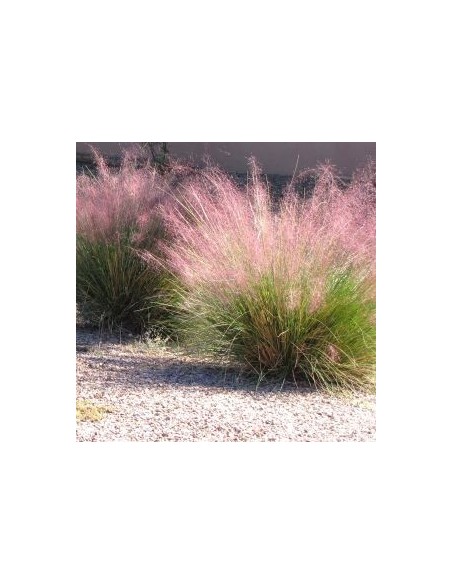 Muhlenbergia Capillaris