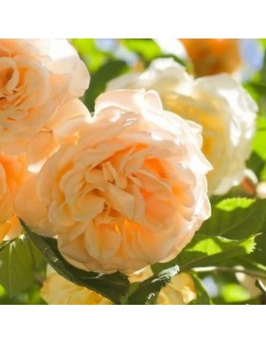 Rosier ancien Buff Beauty