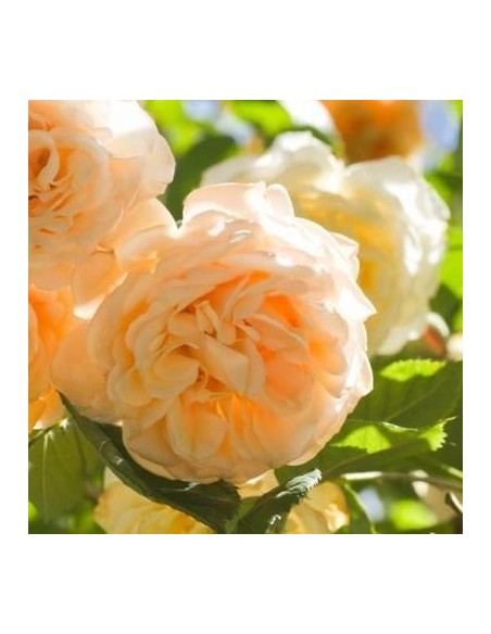 Rosier ancien Buff Beauty