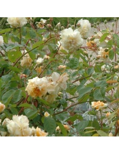 Rosier ancien Buff Beauty