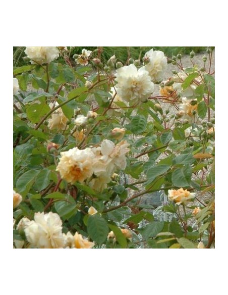 Rosier ancien Buff Beauty