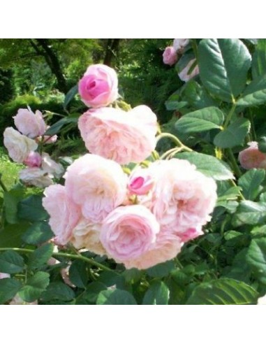 Rosier ancien Bouquet Parfait