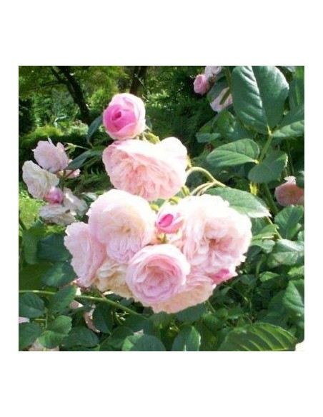 Rosier ancien Bouquet Parfait