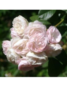 Rosier ancien Bouquet Parfait - racines nues 2