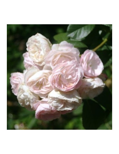 Rosier ancien Bouquet Parfait